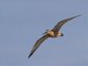 Bar-tailed Godwit (Limosa lapponica)