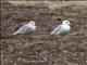 Glaucous-winged Gull (Larus glaucescens) - Sub-Adults