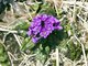 Primrose (Primula sp)