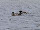 Long-tailed Duck (Clangula hyemalis)