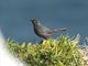 Rusty Blackbird (Euphagus carolinus)