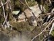 Lemming (Lemmus nigripes)