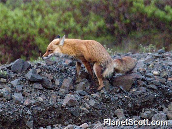 Red Fox (Vulpes vulpes) - Marking Territory