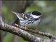 Blackpoll Warbler (Dendroica striata)