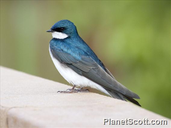 Tree Swallow (Tachycineta bicolor) - Male