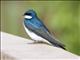 Tree Swallow (Tachycineta bicolor) - Male