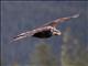 Bald Eagle (Haliaeetus leucocephalus) - Juvenile