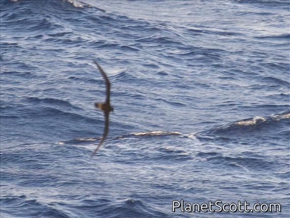 Tahiti Petrel (Pterodroma rostrata)