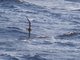 Tahiti Petrel (Pterodroma rostrata)