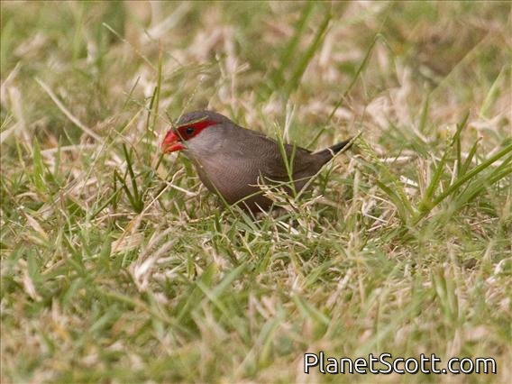 Common Waxbill (Estrilda astrild)