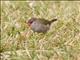 Red-browed Firetail (Neochmia temporalis)