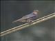 Pacific Swallow (Hirundo tahitica)