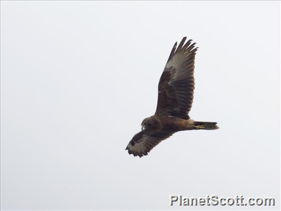 Swamp Harrier (Circus approximans)