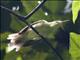 Tahiti Reed-Warbler (Acrocephalus caffer)