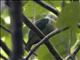 Grey-green Fruit-Dove (Ptilinopus purpuratus)