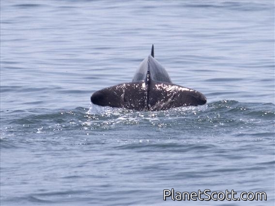 Bottlenosed Dolphin (Tursiops truncatus)