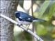 Black-throated Blue Warbler (Dendroica caerulescens)