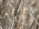 American Tree Sparrow (Spizella arborea)