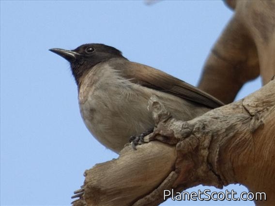 Common Bulbul (Pycnonotus barbatus)
