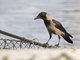 House Crow (Corvus splendens)