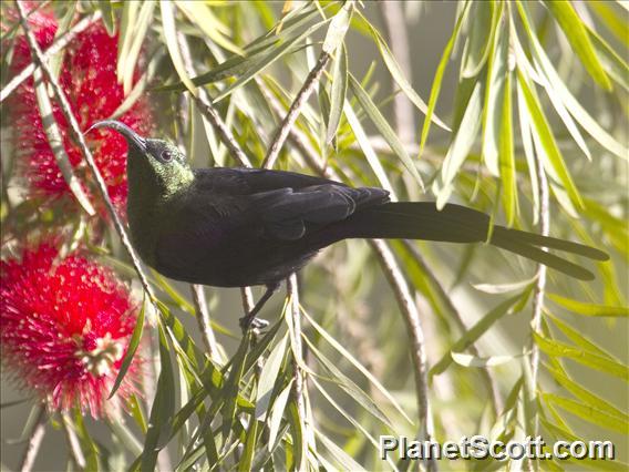 Tacazze Sunbird (Nectarinia tacazze) - Male