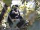 Black and White Colobus Monkey (Colobus guereza)