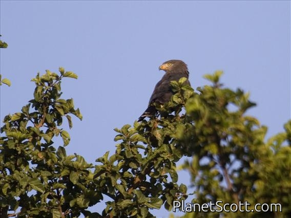 Brown Snake-Eagle (Circaetus cinereus)