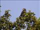 Brown Snake-Eagle (Circaetus cinereus)