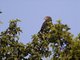 Brown Snake-Eagle (Circaetus cinereus)