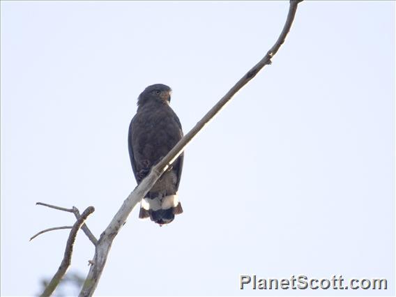 Banded Snake-Eagle (Circaetus cinerascens)