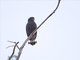 Fasciated Snake-Eagle (Circaetus fasciolatus)