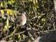 Blue-spotted Wood-Dove (Turtur afer)