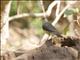 African Thrush (Turdus pelios)