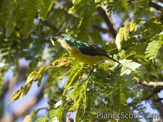Collared Sunbird (Hedydipna collaris)