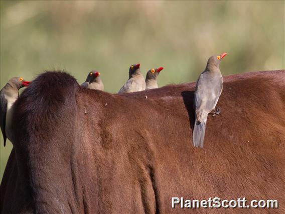 Red-billed Oxpecker (Buphagus erythrorynchus)
