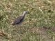 Ruff (Philomachus pugnax) - Immature