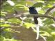 African Paradise-Flycatcher (Terpsiphone viridis)