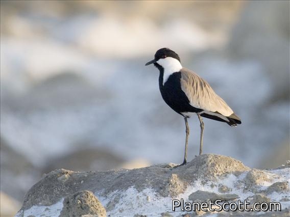 Spur-winged Plover (Vanellus spinosus)