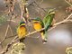 Blue-breasted Bee-eater (Merops variegatus)