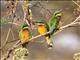 Ethiopian Bee-eater (Merops lafresnayii)