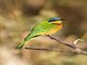 Blue-breasted Bee-eater (Merops variegatus)