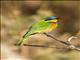 Ethiopian Bee-eater (Merops lafresnayii)