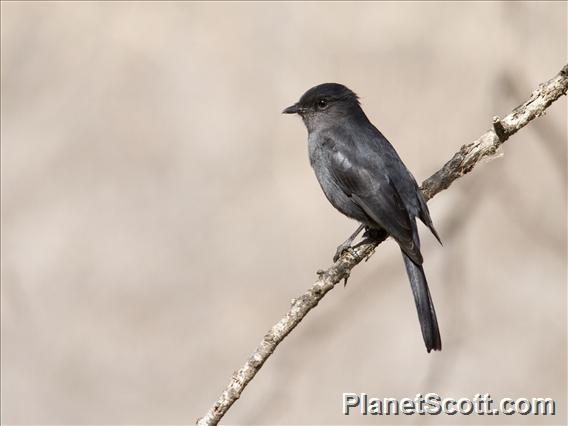 Northern Black-Flycatcher (Melaenornis edolioides)