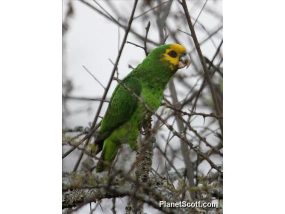 Yellow-fronted Parrot (Poicephalus flavifrons)