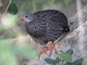Scaly Francolin (Francolinus squamatus)