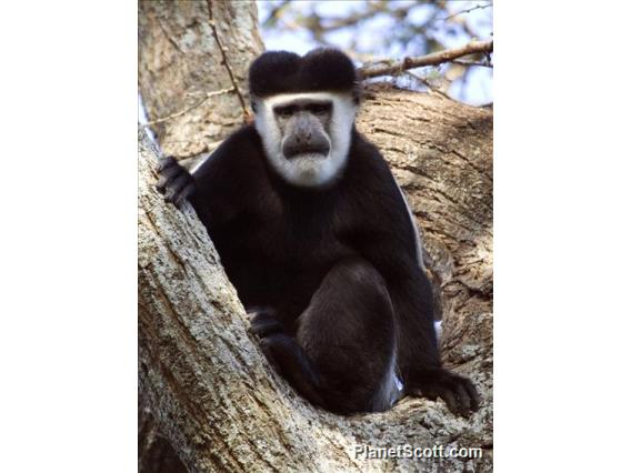 Black and White Colobus Monkey (Colobus guereza) - Male