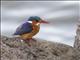 Malachite Kingfisher (Alcedo cristata)