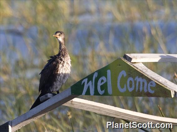 Long-tailed Cormorant (Microcarbo africanus)