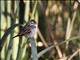 Pin-tailed Whydah (Vidua macroura) - Non-breeding