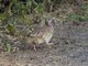 Crested Francolin (Francolinus sephaena)